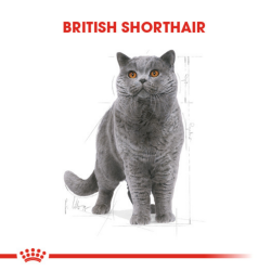 Royal Canin British Shorthair Yetişkin Kedi Maması 4 Kg - 4