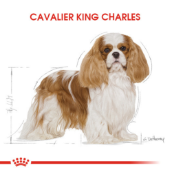 Royal Canin Cavalier King Charles Adult Yetişkin Köpek Maması 1.5 Kg - 5