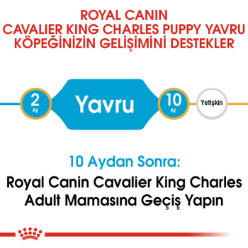 Royal Canin King Charles Puppy Yavru Köpek Maması 1.5 Kg - 4