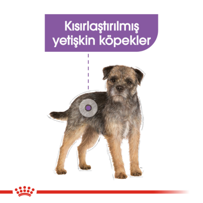 Royal Canin Mini Sterilised Kısırlaştırılmış Yetişkin Köpek Maması 3 Kg - 4