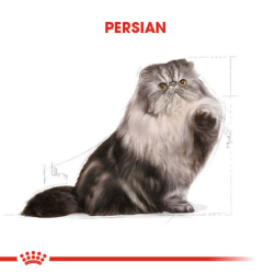 Royal Canin Persian Yetişkin Kedi Maması 2 Kg - 4