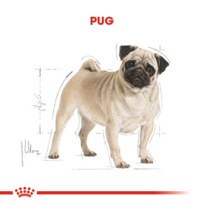 Royal Canin Pug Adult Yetişkin Köpek Maması 1.5 Kg - 4